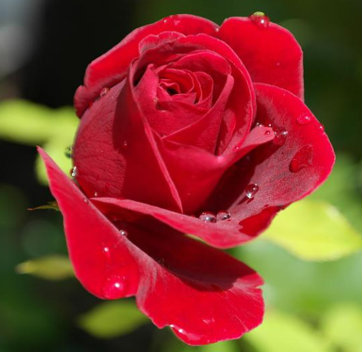 1 - Den romantiske røde rose